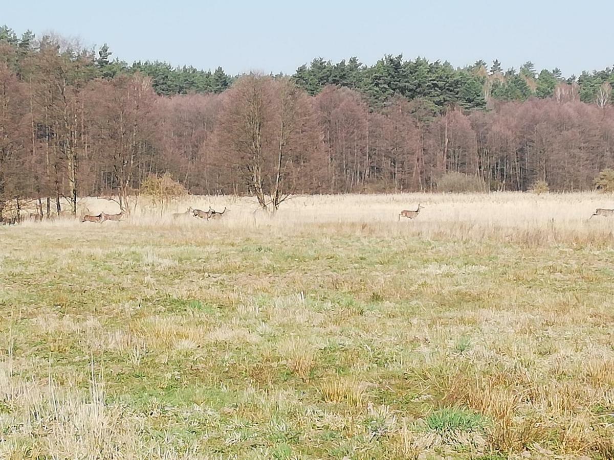 Agrojelonki Agroturystyka Gietrzwałd Extérieur photo